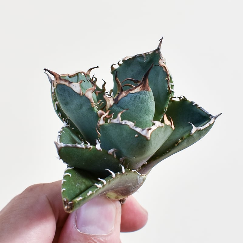 コレクション子株 アガベ　チタノタ　オテロイ　SAD 2 アガベ オテロイ ノーネーム子株付 親株出品】アガベ OSP産