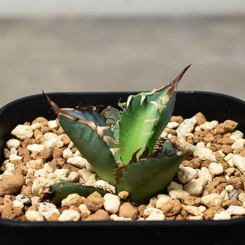 Agave titanota アガベ チタノタ 鳳凰 フェニックス 発根済