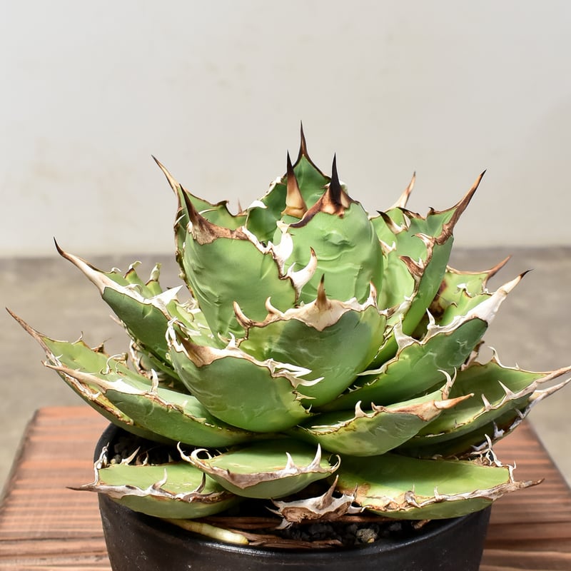 アガベ チタノタ バナナピール【発根済み】HK2400056 | RAFLUM