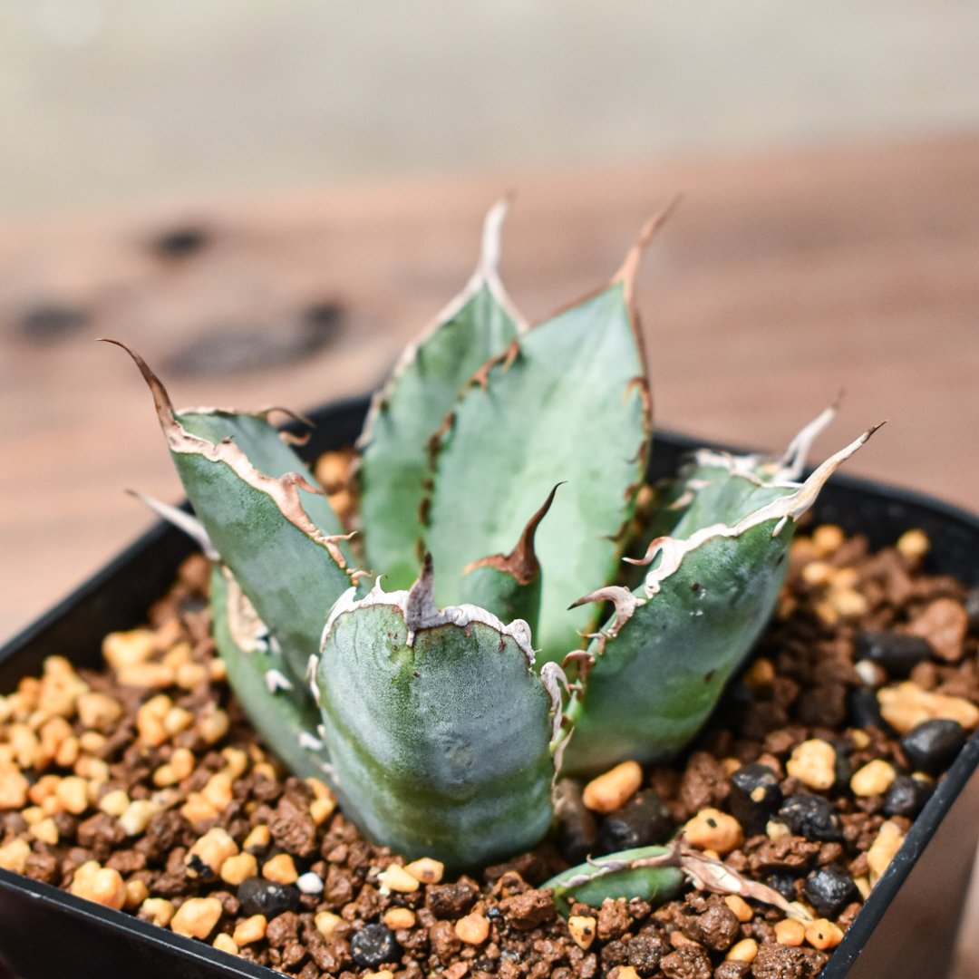 アガベ チタノタ 