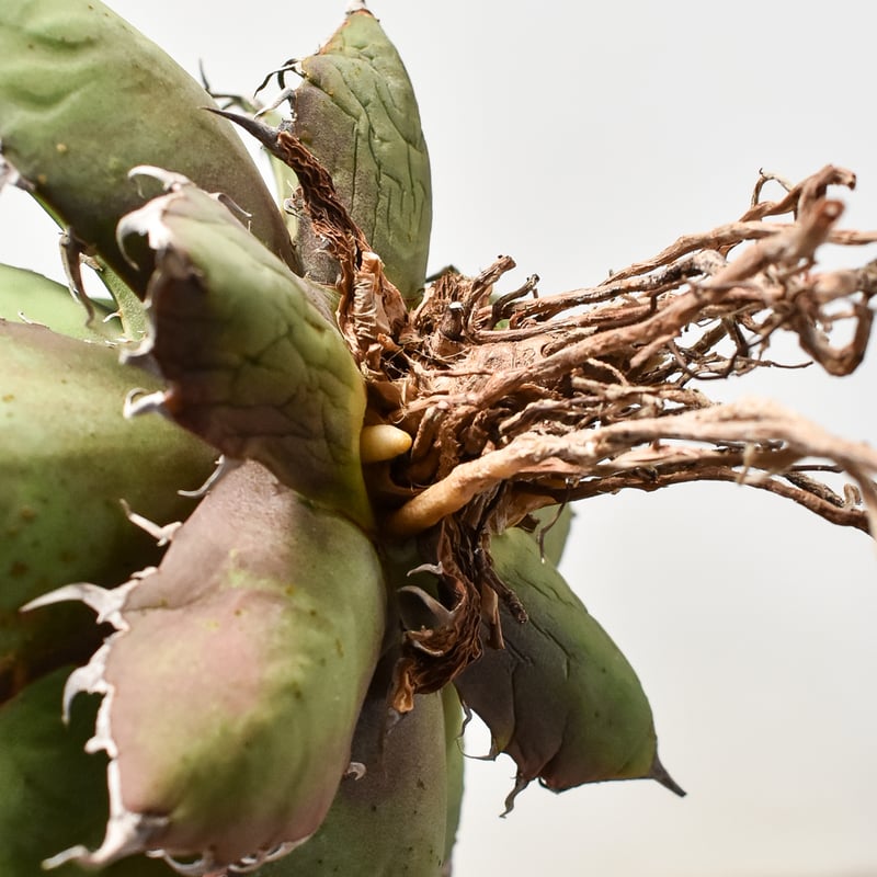 アガベ チタノタ シーザー / 凱撒 【台湾産/中株/抜き苗】B