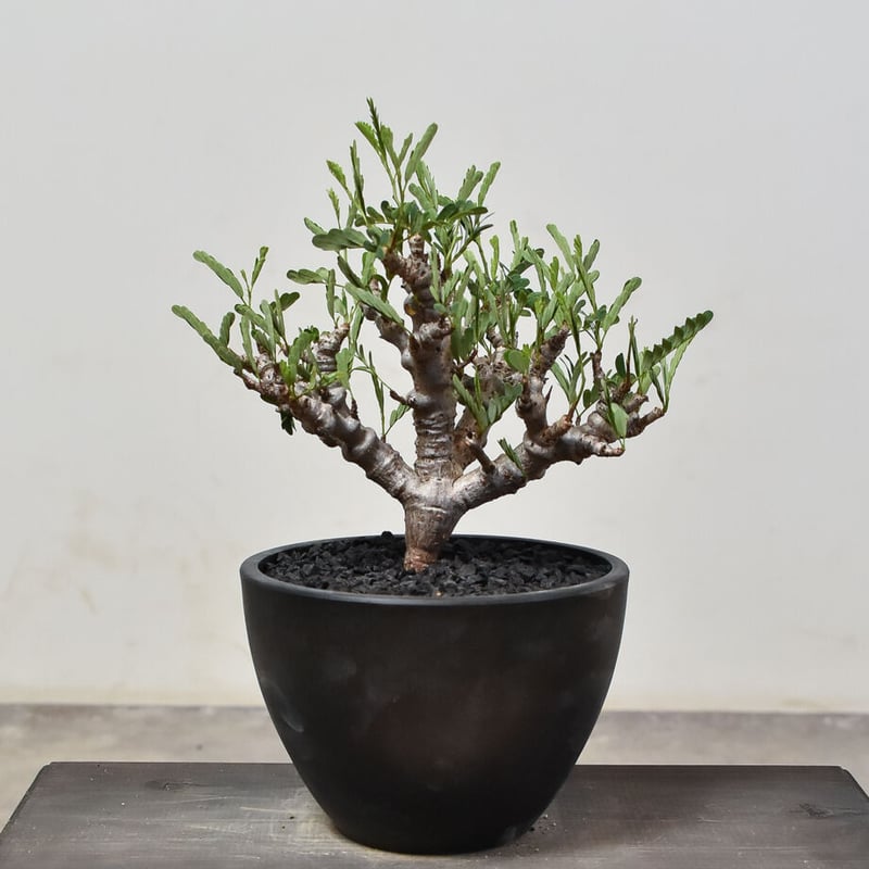 センナ メリディオナリス （発根済み）RF231522(T) | RAFLUM / ラフラム 