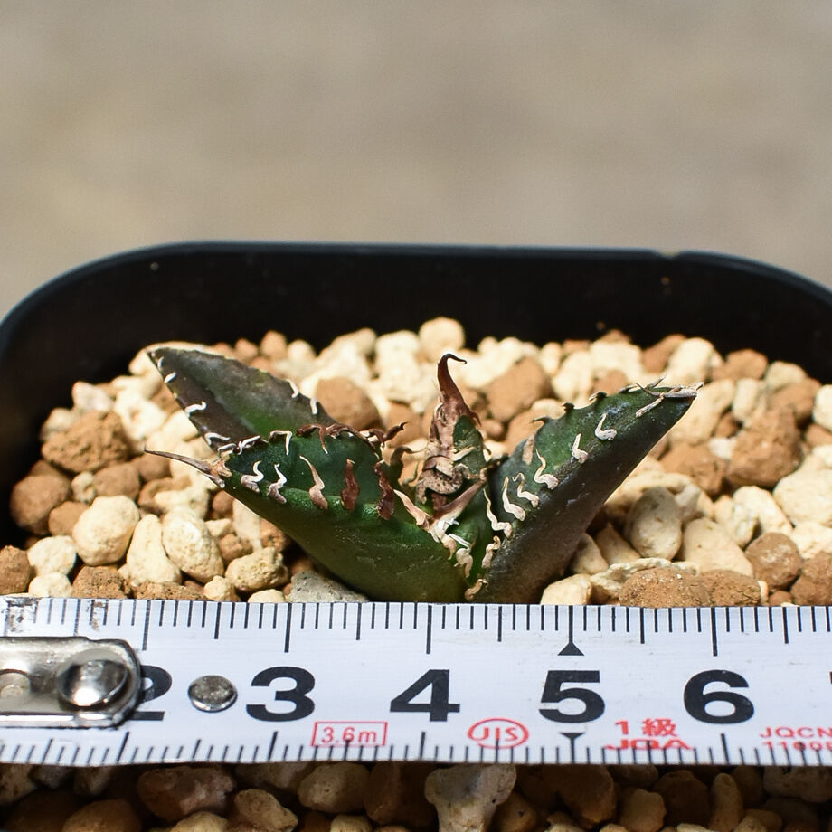 マチャッキー　アガベ　チタノタ　シーザー　球形　美株　【C50201】 アガベ チタノタ シーザー / 凱撒 【台湾産/中株/発根済み