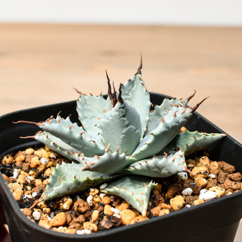 アガベ ハイブリット 日系イシスメンシス×象牙妖炎（陽炎エボリ