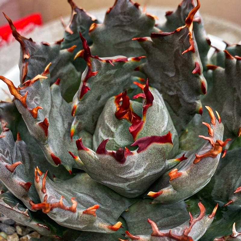 アガベ ハイブリット 