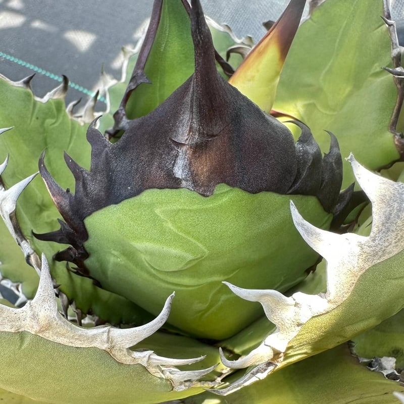 アガベ チタノタ ブラックファイヤー 