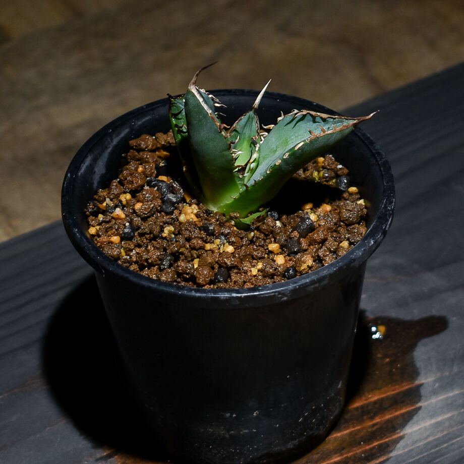 アガベ チタノタ 