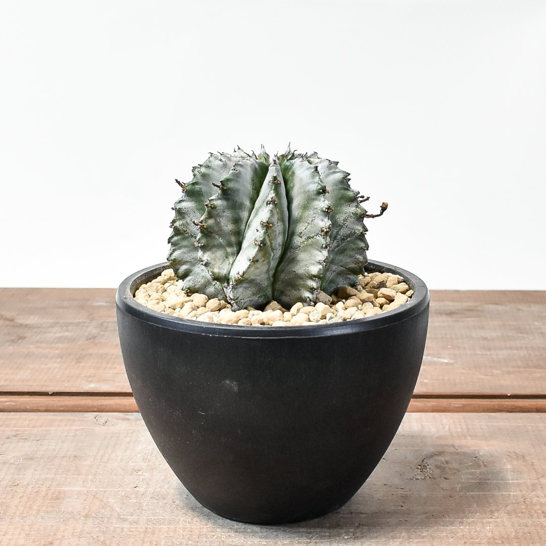 ユーフォルビア　ホリダ　RS202 ① ユーフォルビアホリダ 宇田ゼブラホリダ 宇田ゼブラ ホリダ