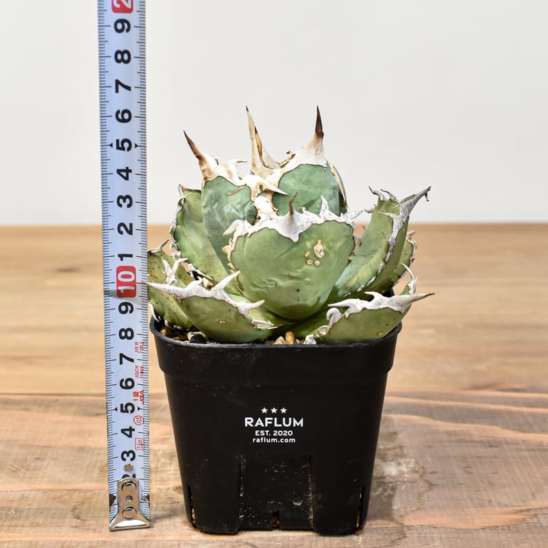 RAFLUM育成株】アガベ チタノタ フレイム 