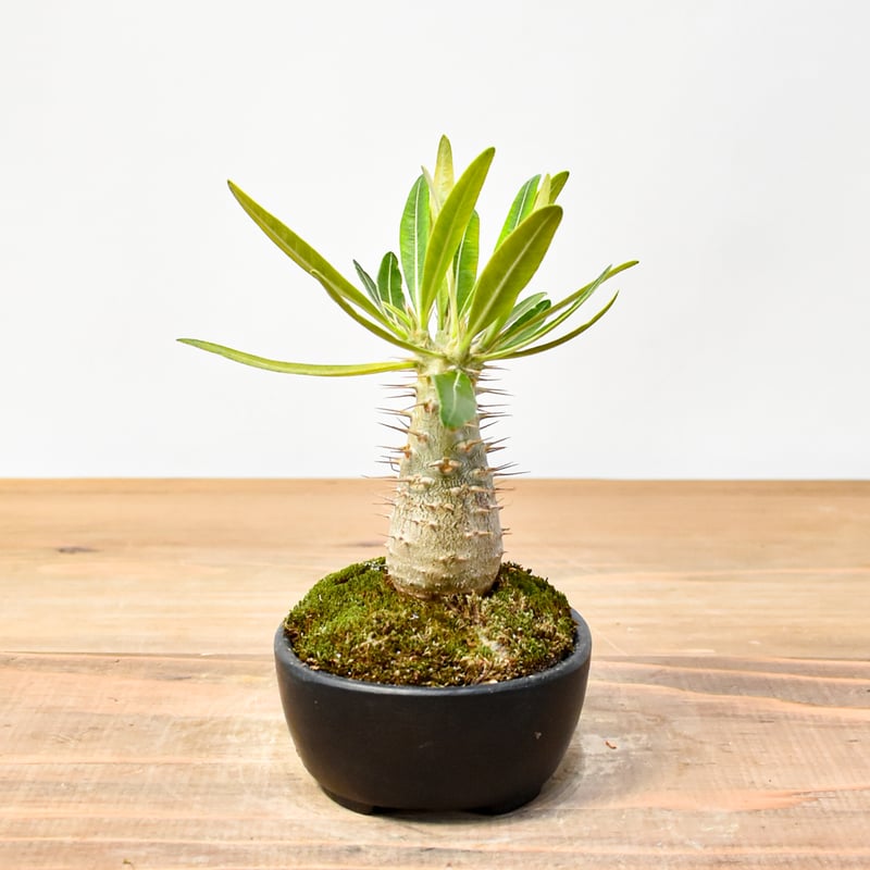 【現品】パキポディウム・ロスタツム・カクチペス　5号　６E番 パキポディウム ロスラーツム カクチペス Pachypodium rosulatum