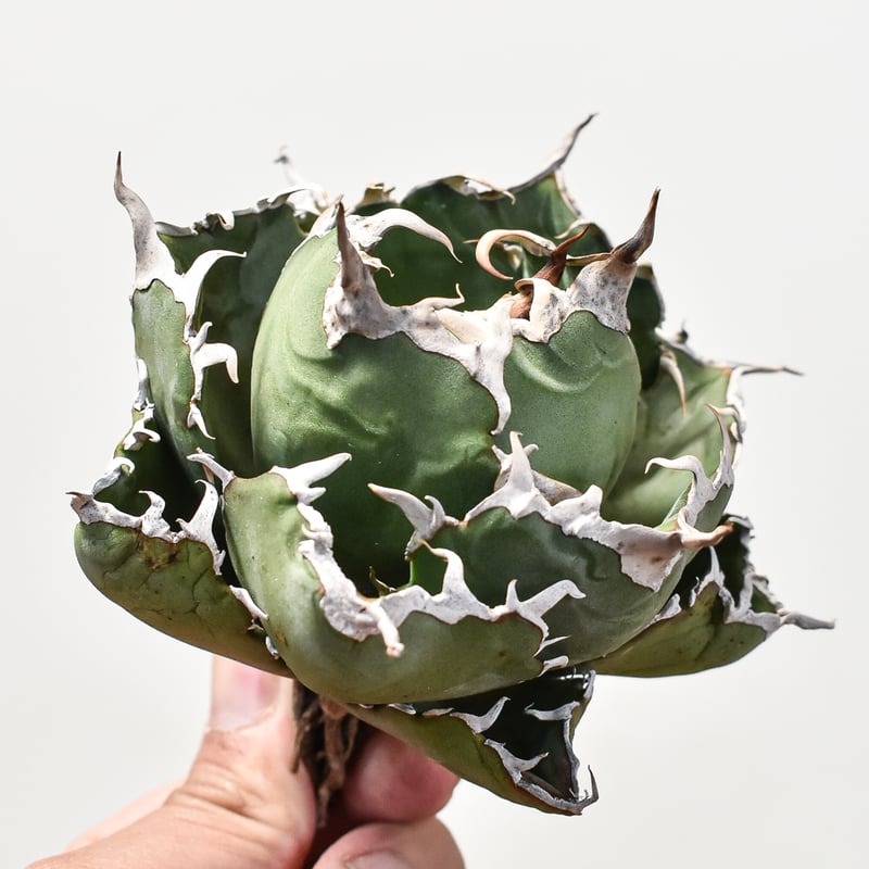 特選】アガベ チタノタ 白鯨 