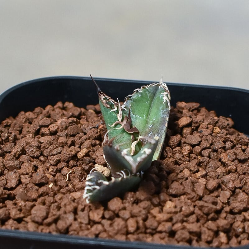 アガベ チタノタ 