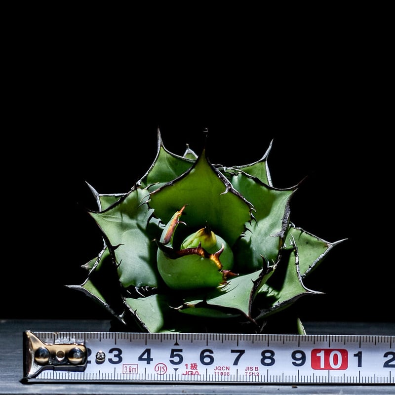 アガベ チタノタ パンダ 