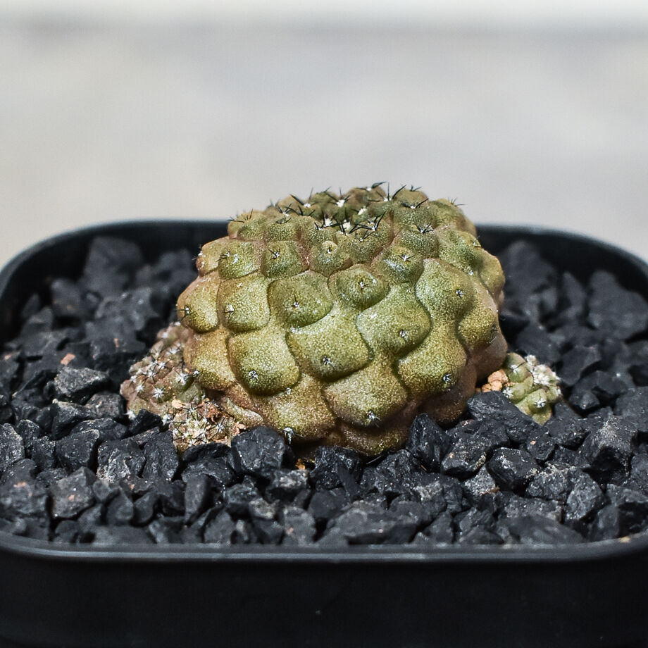 コピアポア メガリザ エキナータ 実生 コピアポア ヒポガエア 