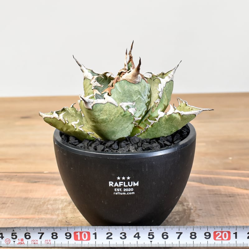 アガベ 狂刺夕映 ソーラーエクリプス多肉植物 観葉植物 アガベ チタノタ ソーラーエクリプス 