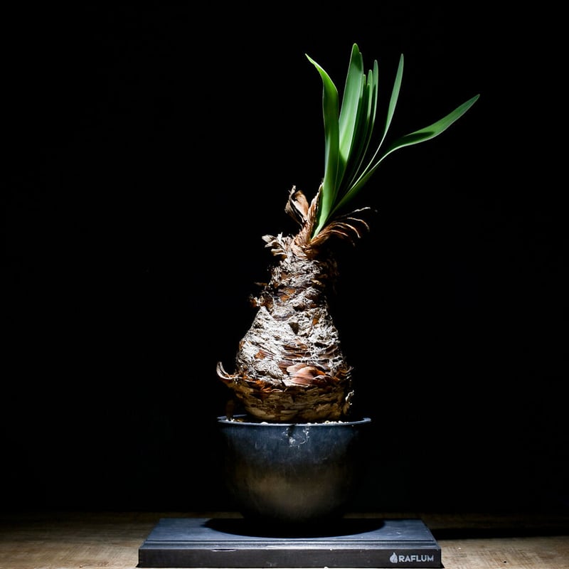 ブーファン ディスティチャ （発根済み）RF22463 | RAFLUM / ラフラム