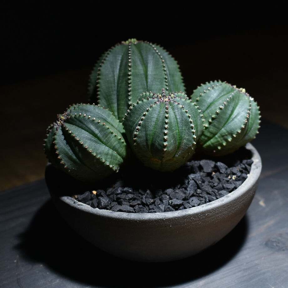 ユーフォルビア　ハイブリッド　オベホリ　ホリオベ　オベサ　ホリダ ユーフォルビア オベサ×バリダ 