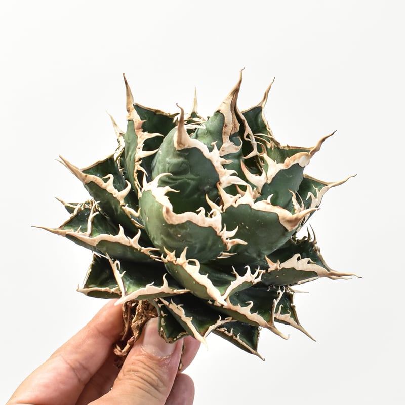 5CLAW】アガベ チタノタ 