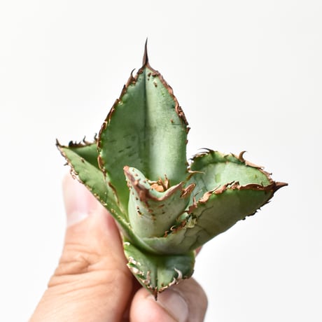 アガベ チタノタ "麻花" 【台湾huplants2010産/子株販売】RF25011617
