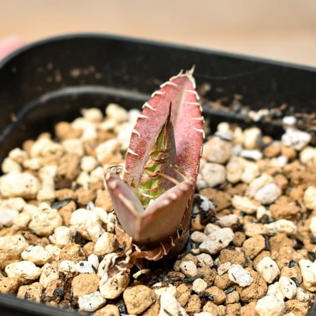 【RAFLUM育成株 5個セット】アガベ Mexico oteroi seeding / オテロイ実生 メキシコ産  【RAFLUM産/実生/子株】A3
