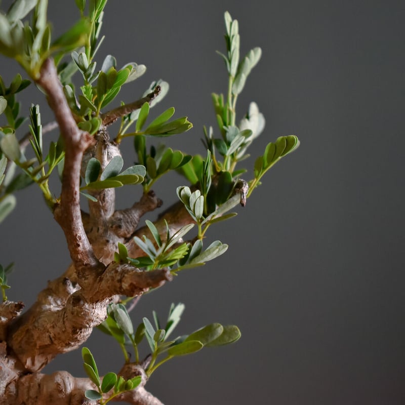 センナ メリディオナリス 【市場価値も高騰中！！盆栽のような雰囲気を