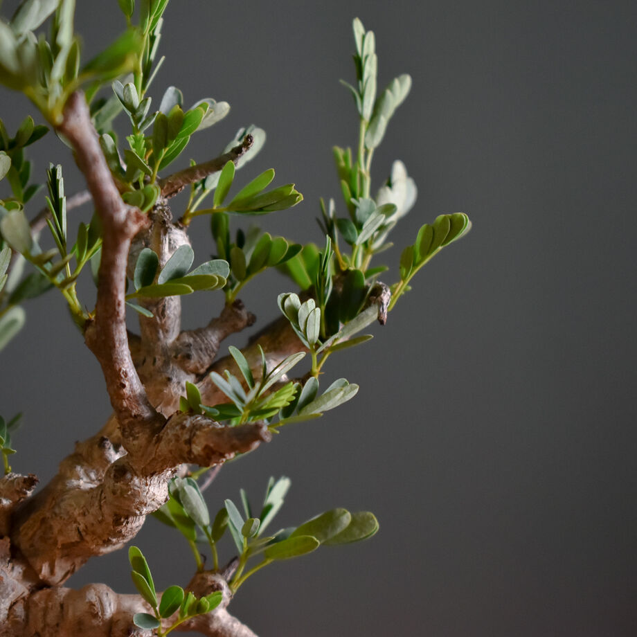 センナ メリディオナリス 【市場価値も高騰中！！盆栽のような雰囲気を