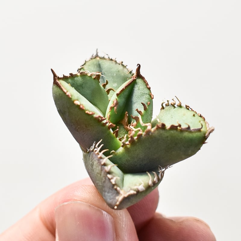 Agave Titanota 麻花龍 直子株 fit=scale-down,w=1200