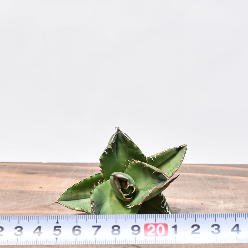 アガベ チタノタ 