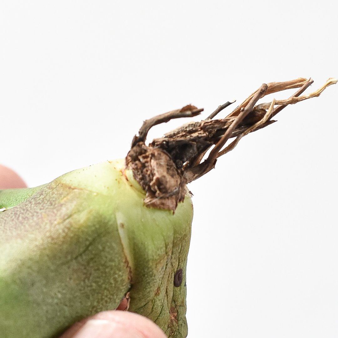 アガベ チタノタ 