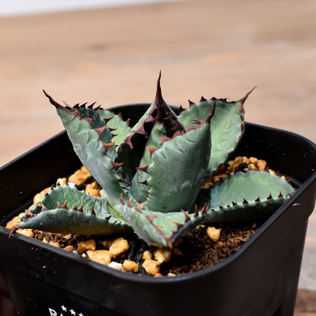 アガベ ハイブリット （パラサナ、イシスメンシス）×曙光【台湾botanical_seeker産】B