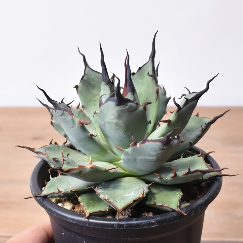 アガベ ハイブリット 象牙妖炎×黑帝斯 / エボリスピナ×ハデス 