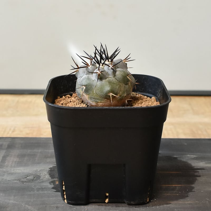 コピアポア シネレア 