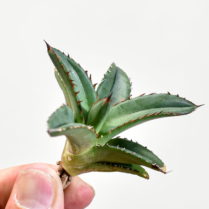 アガベ Dennis ハイブリッド 姬嚴龍x笹之雪 【台湾DENNIS産/抜き苗