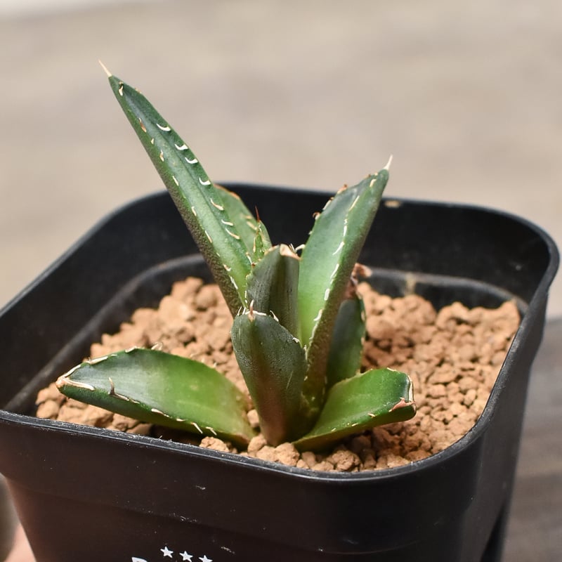 専用　US輸入株　アガベ　チタノタ　FO222　大かき仔　根あり　送料込み 専用 US輸入株 アガベ チタノタ FO222 大かき仔 根あり 送料込み