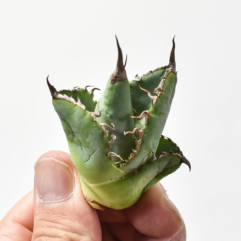 ★台湾産★アガベ　チタノタ　ぶつぶつ　魔花龍　子株　ドラゴンアガベさん購入物 アガベ チタノタ 麻花龍 【台湾 berlin産/子株/抜き苗】D