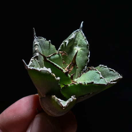 バナナシェイク　アガベ　シエラ系　子株セット バナナシェイク アガベ シエラ系 子株セット バナナシェイク様