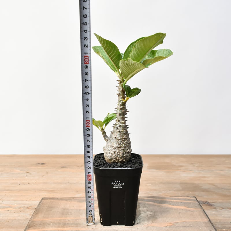 パキポディウム ウィンゾリー 【実生】RFHK25011483 | RAFLUM