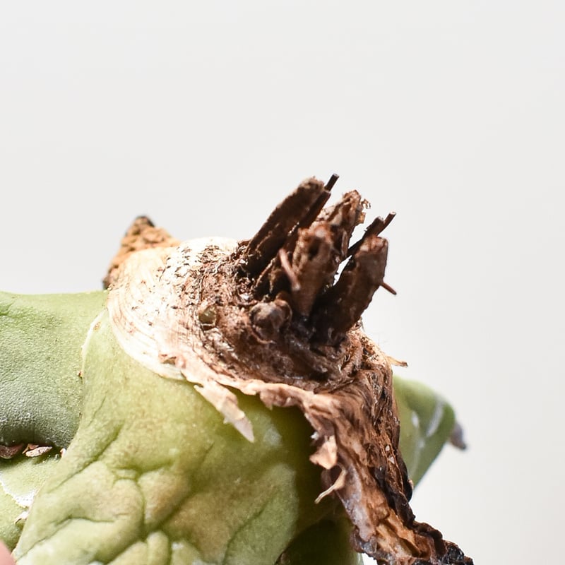 アガベ チタノタ 