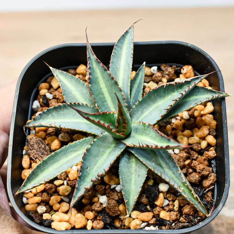 アガベ ハイブリット 