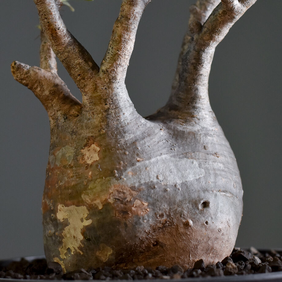 甘い物が好きな人！】 大株！グラキリス 信楽鉢セット！パキポディウム