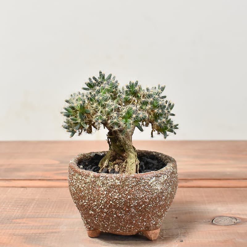 トリコディアデマ デンサム 