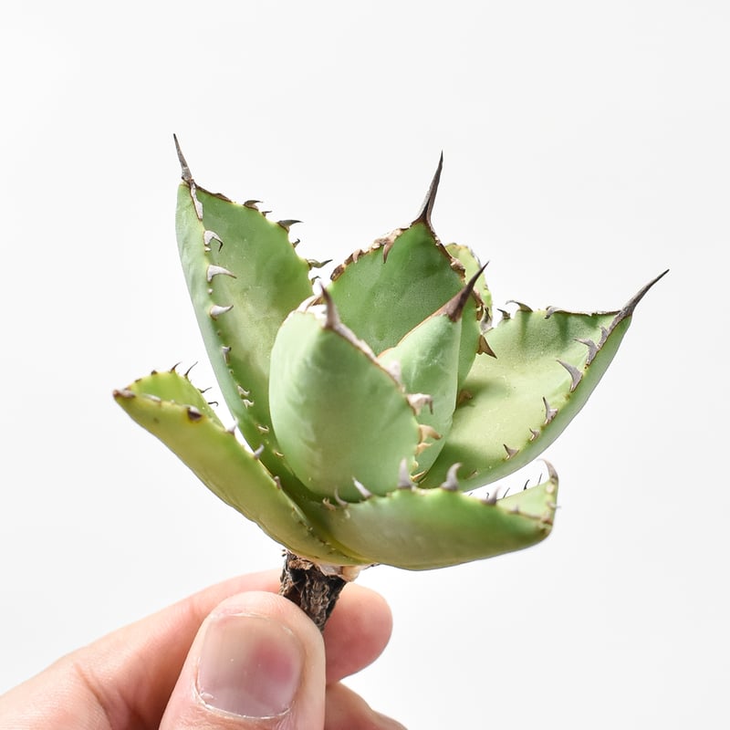 アガベ Dennis hybrid 甲妖x鬼爪（isthmnensis x utahensis