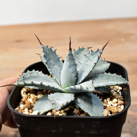 アガベ ハイブリット 日系イシスメンシス×象牙妖炎（陽炎エボリ）【台湾botanical_seeker産】RF25011401