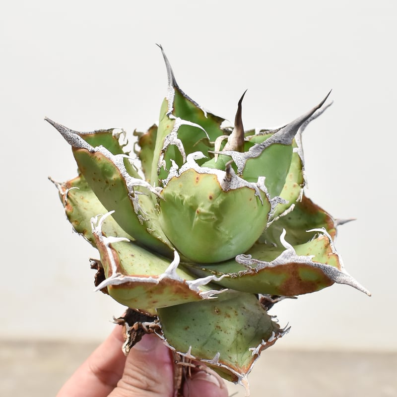 アガベ チタノタ 