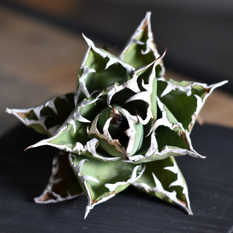 アガベ チタノタ 小島白刺 (抜き苗販売) RF22678 | RAFLUM / ラフラム