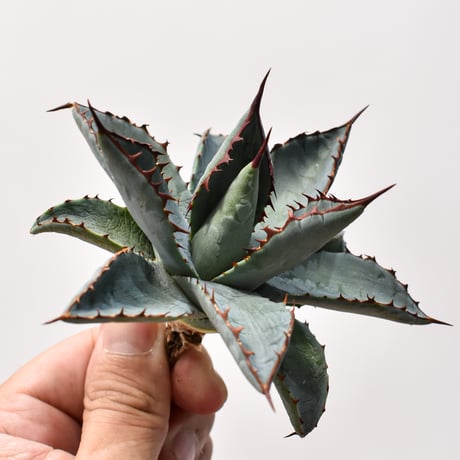 アガベ ハイブリット （パラサナ、イシスメンシス）× 曙光【台湾botanical_seeker産】B RF25011562