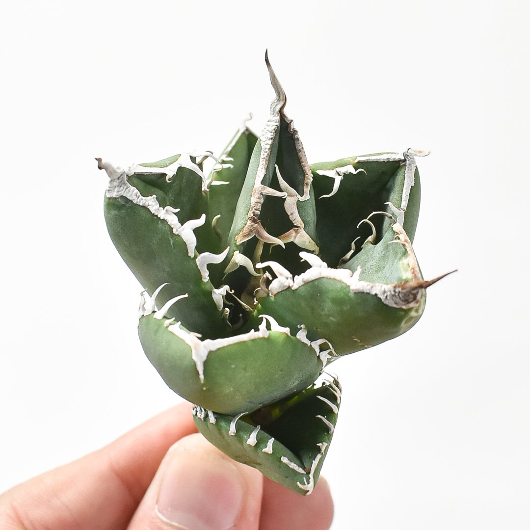 アガベ SAD 特別価格】アガベ SAD（発根済） ｜ Agave titanota SAD “sout