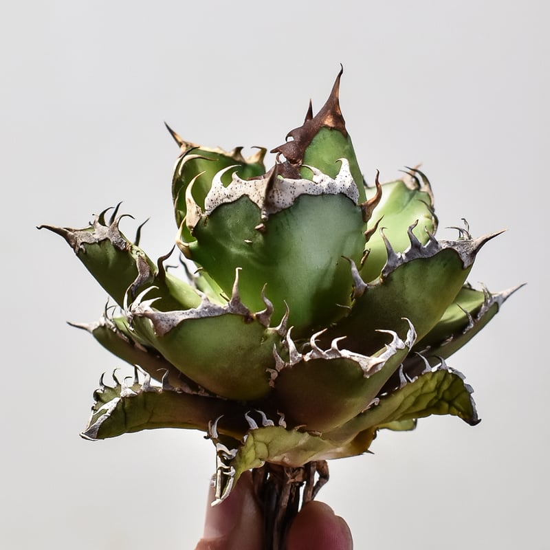 アガベ チタノタ レッドキャットウィーズル / 赤猫 , 紅猫【台湾産