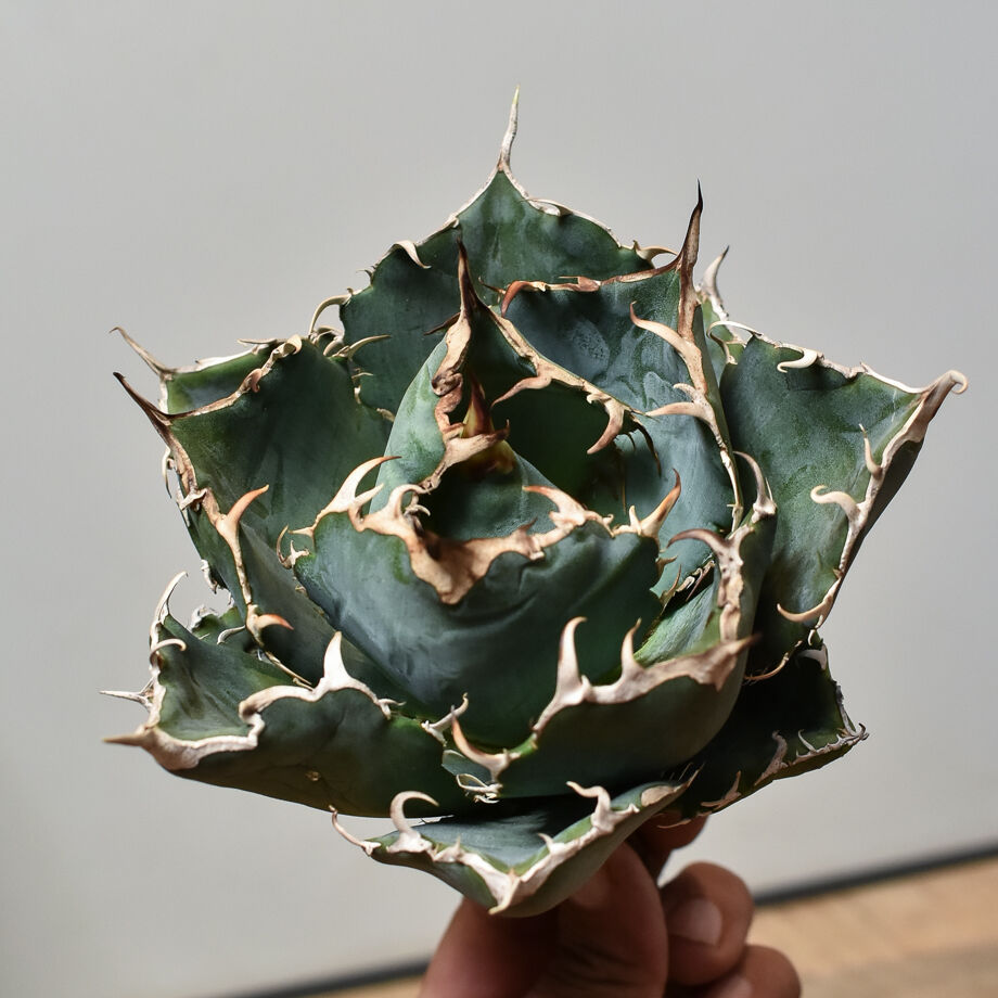 アガベ　チタノタ　白鯨　ボールタイプ　現品出品 アガベ・チタノタ白鯨（ボールタイプ）大-020｜agave titanota