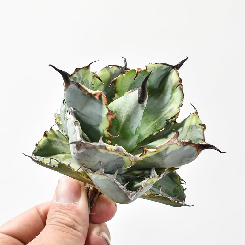 アガベ チタノタ 